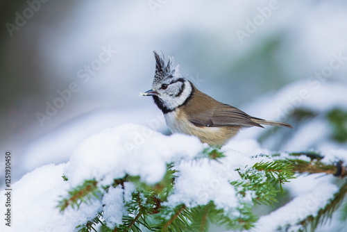 The crested tit or European crested tit (Lophophanes cristatus) (formerly Parus cristatus) perched on on a snowy branch, Impressive clean nature winter background. photo