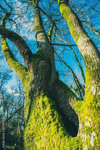 Close-Up of Mossy Tree Trunk- Rocher Branlant in Jardin des Chirons - Largeasse photo