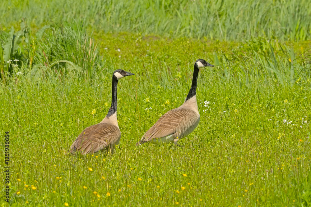 Canada goose couple holding guard in the marsh of Bourgoyen nature reserve, Ghent, Flanders, Belgium Canada goose couple holding guard in the marsh of Bourgoyen nature reserve, Ghent, Flanders, Belgium