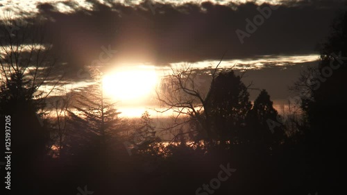 Close Up Sun Setting Behind Still Trees