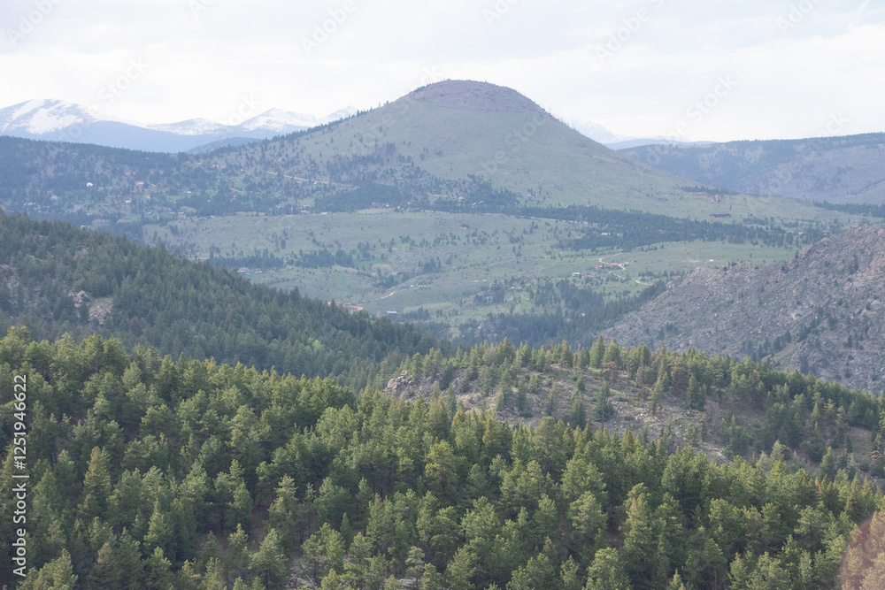 Fototapeta premium Colorado pine forest
