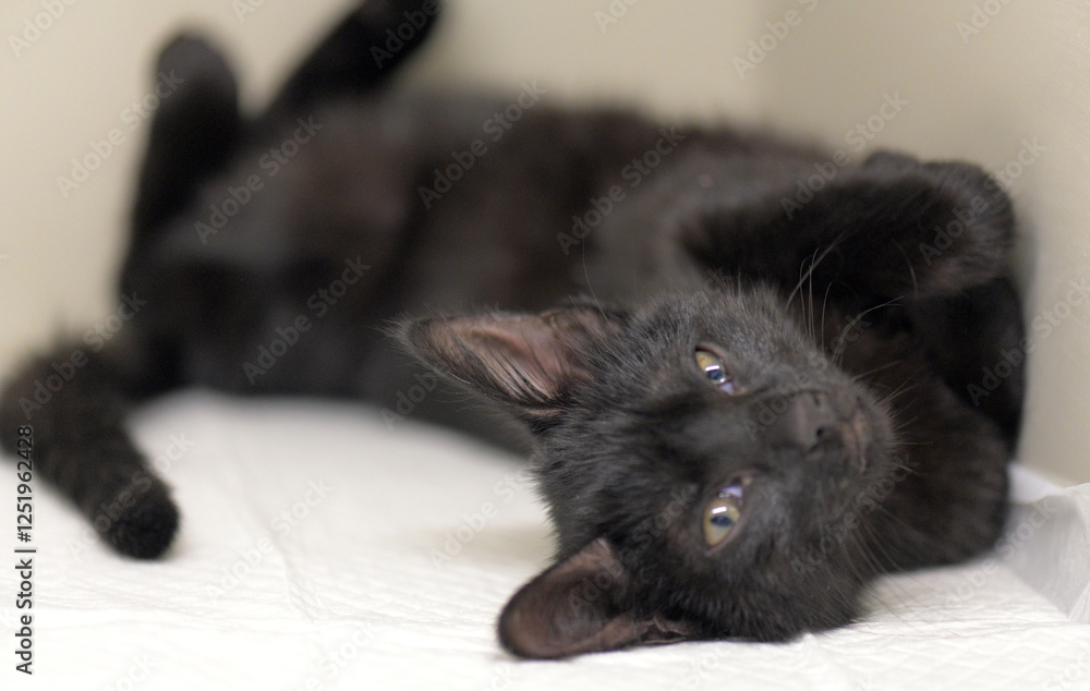 a black kitten lying on a white mat. It looks a little tired or relaxed, its eyes are half open and it has its paw stretched out in front of it. a black kitten lying on a white mat. It looks a little tired or relaxed, its eyes are half open and it has its paw stretched out in front of it.