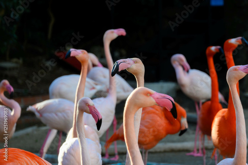 神戸の王子動物園の色鮮やかなフラミンゴ photo