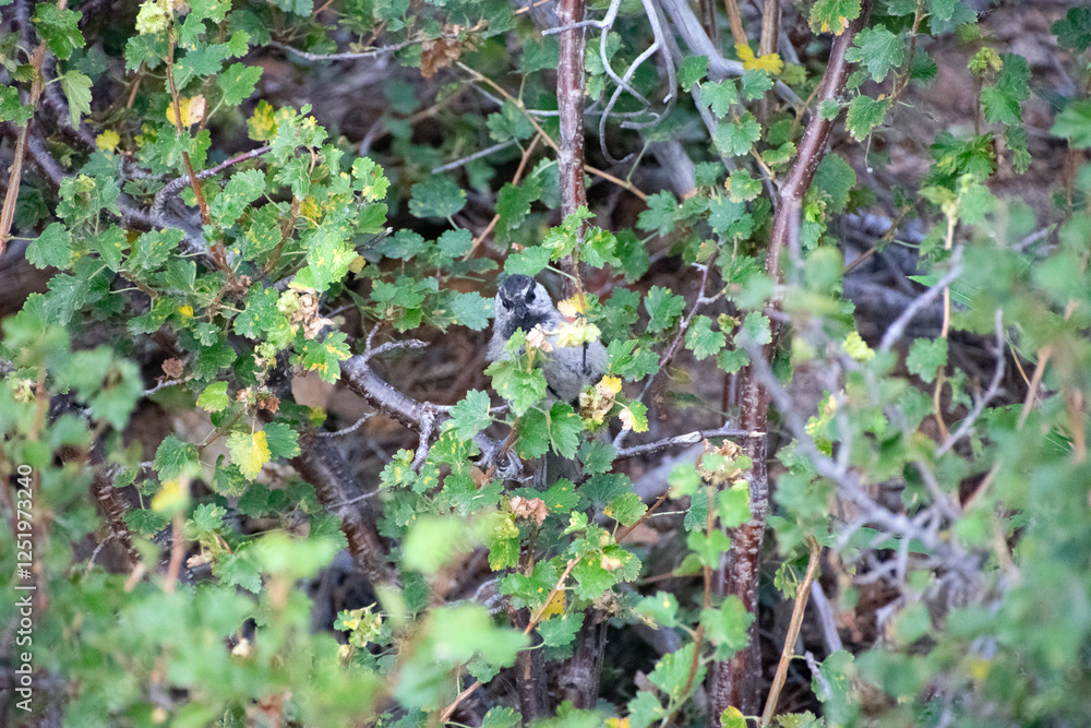 Obraz premium Mountain Chickadee in a bush
