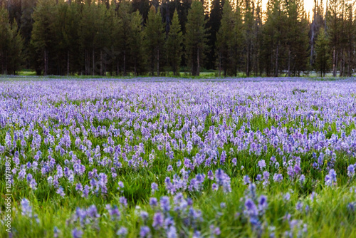 So Many Purple Flowers It Looks Like A Lake