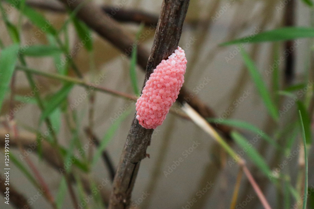 Snail eggs with a blurry rice field background.