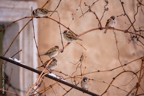 Little sparrows sit on branches on a cold winter day. Birds in the winter city.