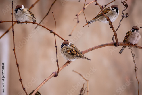 Little sparrows sit on branches on a cold winter day. Birds in the winter city.