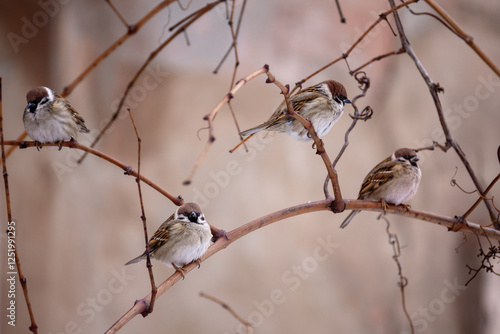 Little sparrows sit on branches on a cold winter day. Birds in the winter city.
