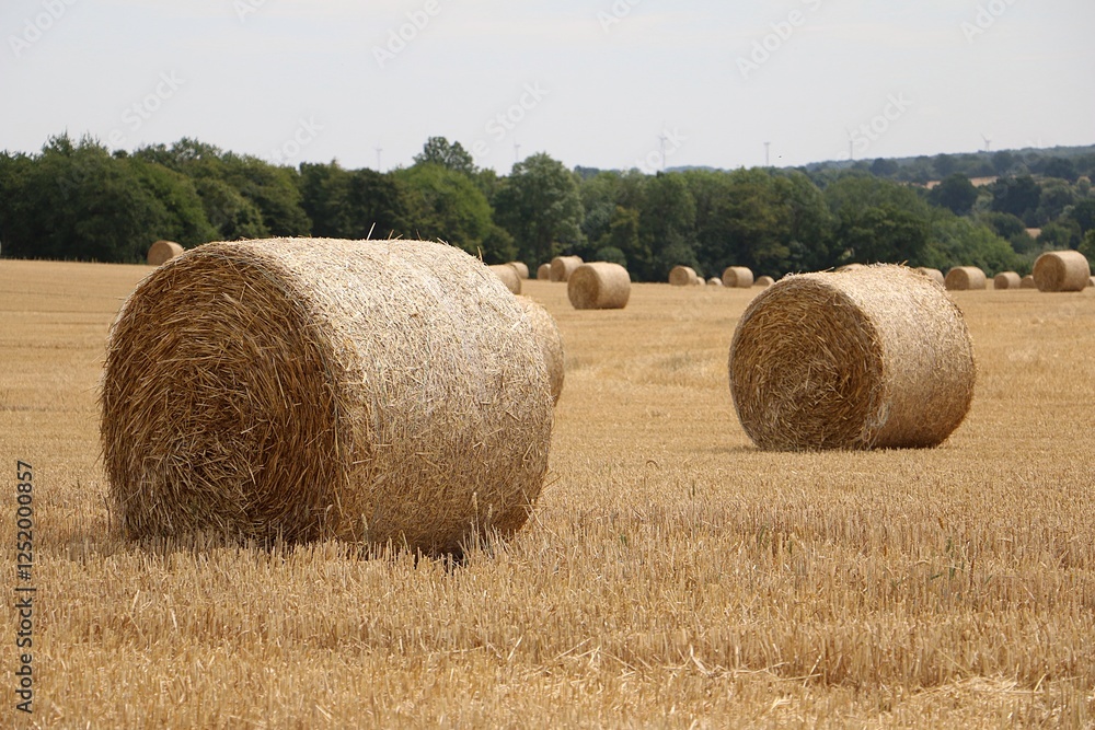 close-up of large round straw bales lying on a stubble field close-up of large round straw bales lying on a stubble field