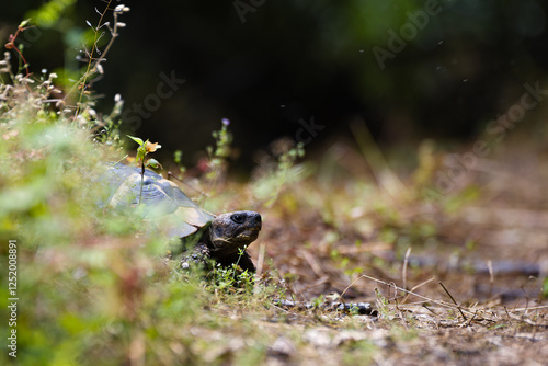 Wallpaper Mural Eastern Herman's tortoise - Testudo hermanni boettgeri. Medium-sized turtle living in southern Europe. Terrestrial turtle in its natural habitat Torontodigital.ca