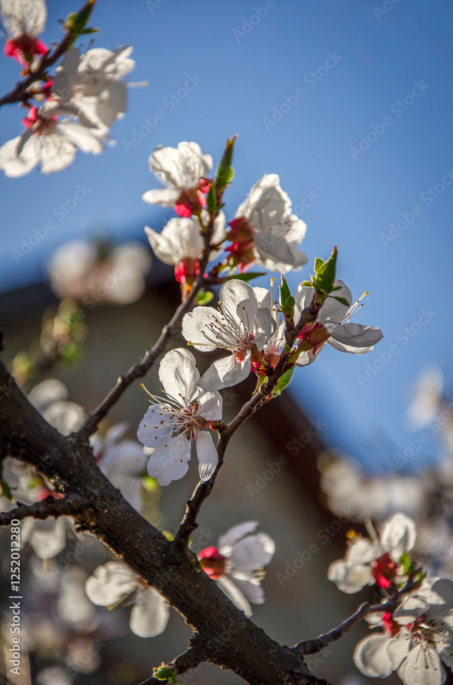 Apricot branch blooming against sky and house in sunlight in garden. Apricot branch blooming against sky and house in sunlight in garden.
