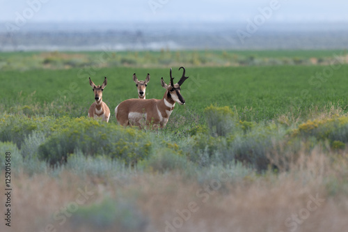 Pronghorn antelope family