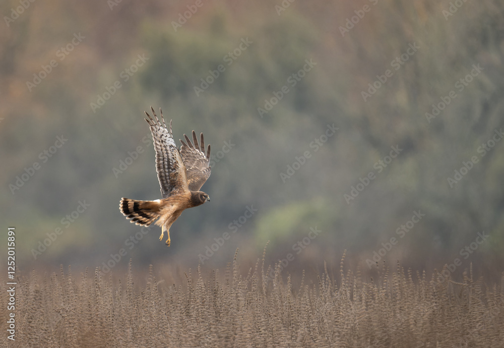 Fototapeta premium Northern Harrier female in flight
