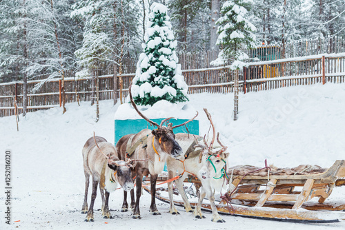 Three reindeer harnessed with a sleigh in a snowy ethnic village. photo