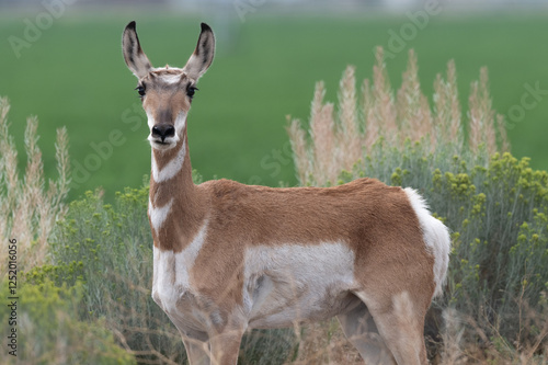 Valokuva Pronghorn antelope doe