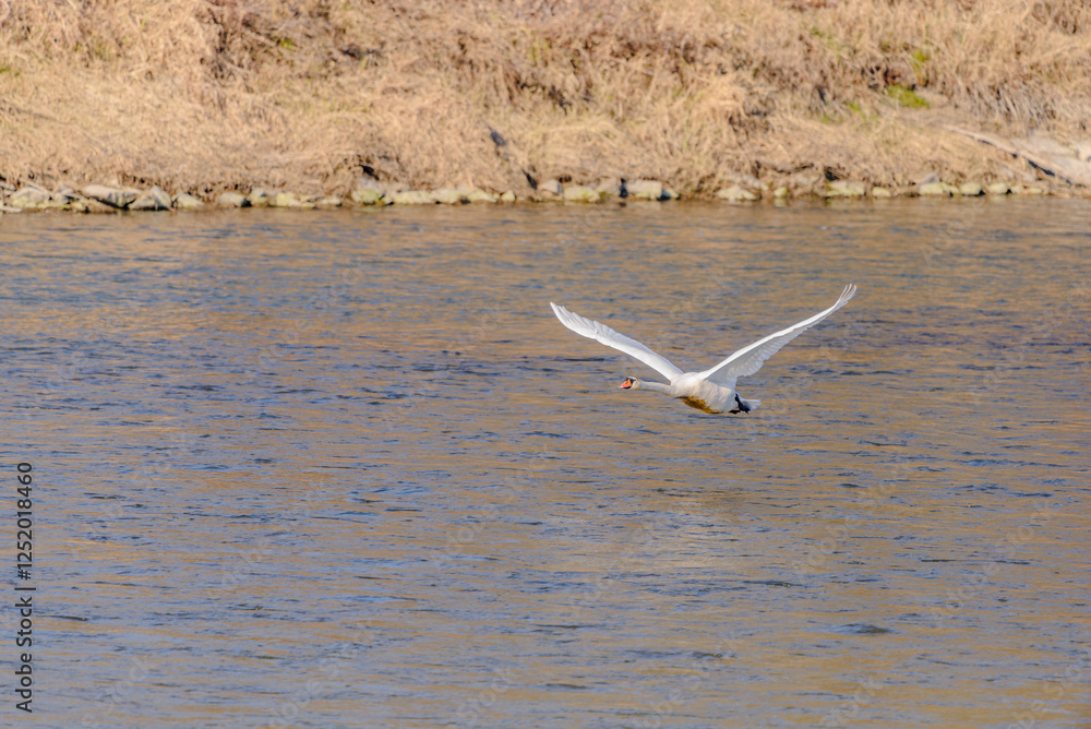 Ein junger Höckerschwan hebt von der Isar ab Ein junger Höckerschwan hebt von der Isar ab