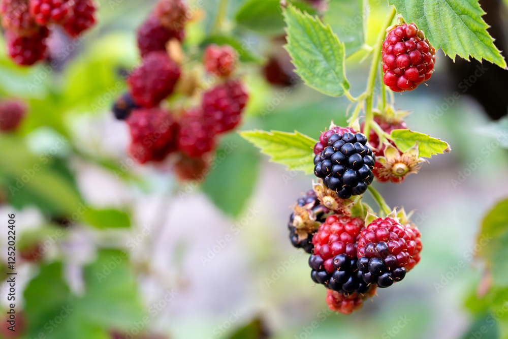 Red and purple colored, very delicious and natural black mulberries hanging from the branch Red and purple colored, very delicious and natural black mulberries hanging from the branch