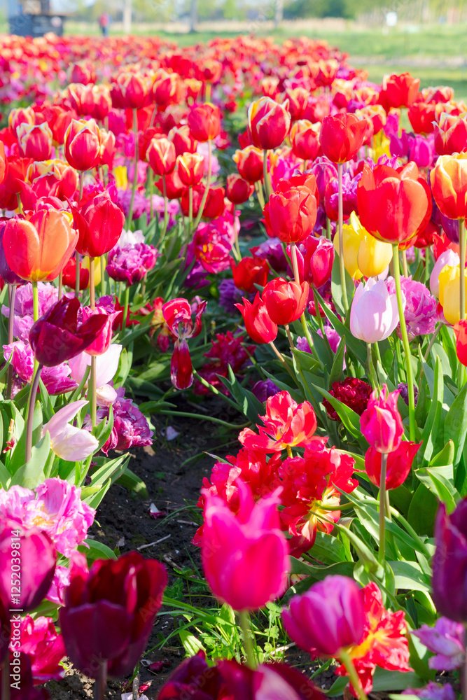 Famouse dutch red tulip field with multicolored rows in sunny day with blue sky Famouse dutch red tulip field with multicolored rows in sunny day with blue sky