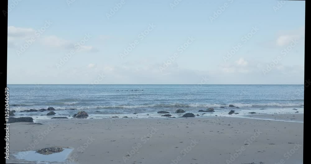 A flock of Brent geese swim from left to right in the sea out from a sandy beach with small waves and a blue sky with clouds in the distance A flock of Brent geese swim from left to right in the sea out from a sandy beach with small waves and a blue sky with clouds in the distance