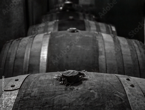 wine barrels in cellar at cappadocia, nevsehir photo