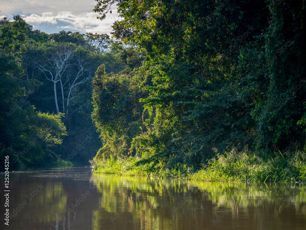 Rainforest landscape on an Amazon tributary near the town of Jutaí. Rainforest landscape on an Amazon tributary near the town of Jutaí.