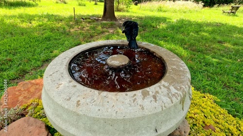 Male Red-winged Blackbird bathing in a back yard bird bath on a hot summer day