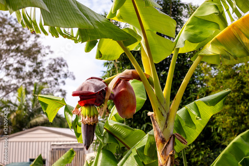 Java banana tree in flower