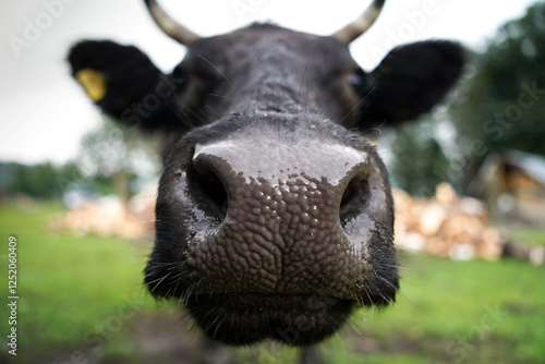 Foto Close-up of curious cow nose in green pasture