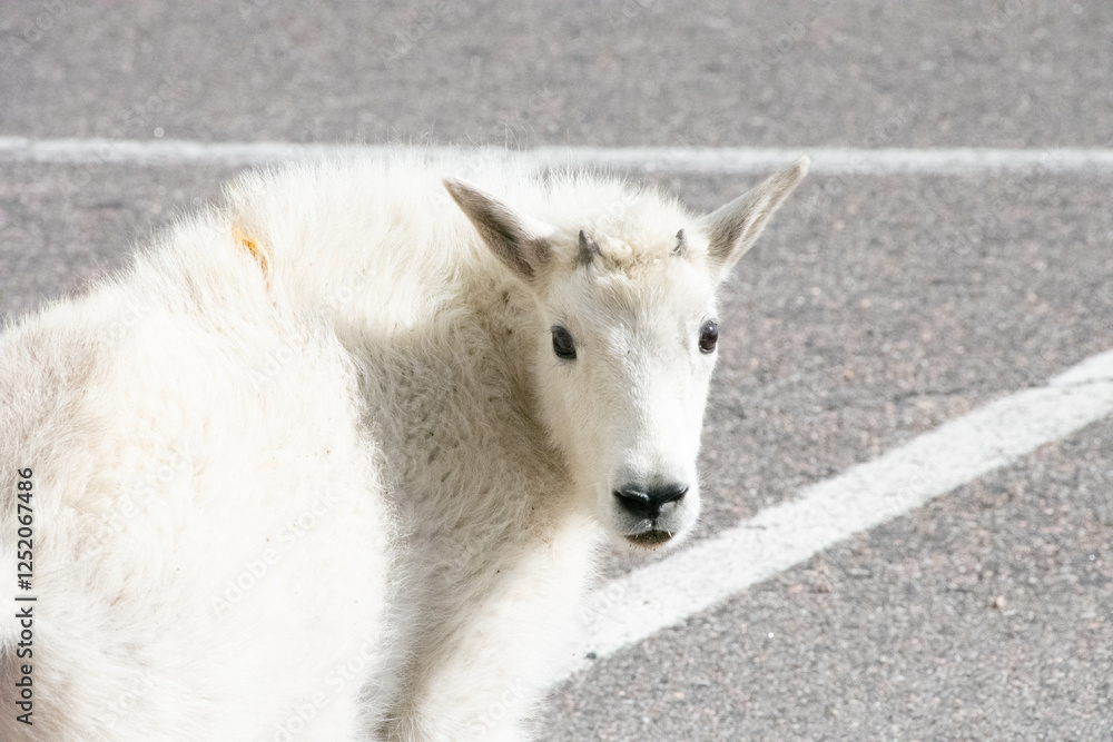 Mountain Goats at Mount Evans Colorado Mountain Goats at Mount Evans Colorado