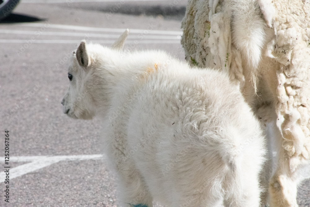Obraz premium Mountain Goat Mount Evans Colorado 