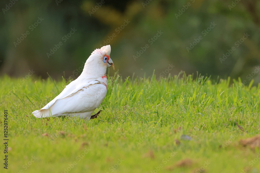 Fototapeta premium corella