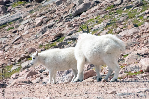 Mountain Goat and Kid Mt. Evans Colorado photo