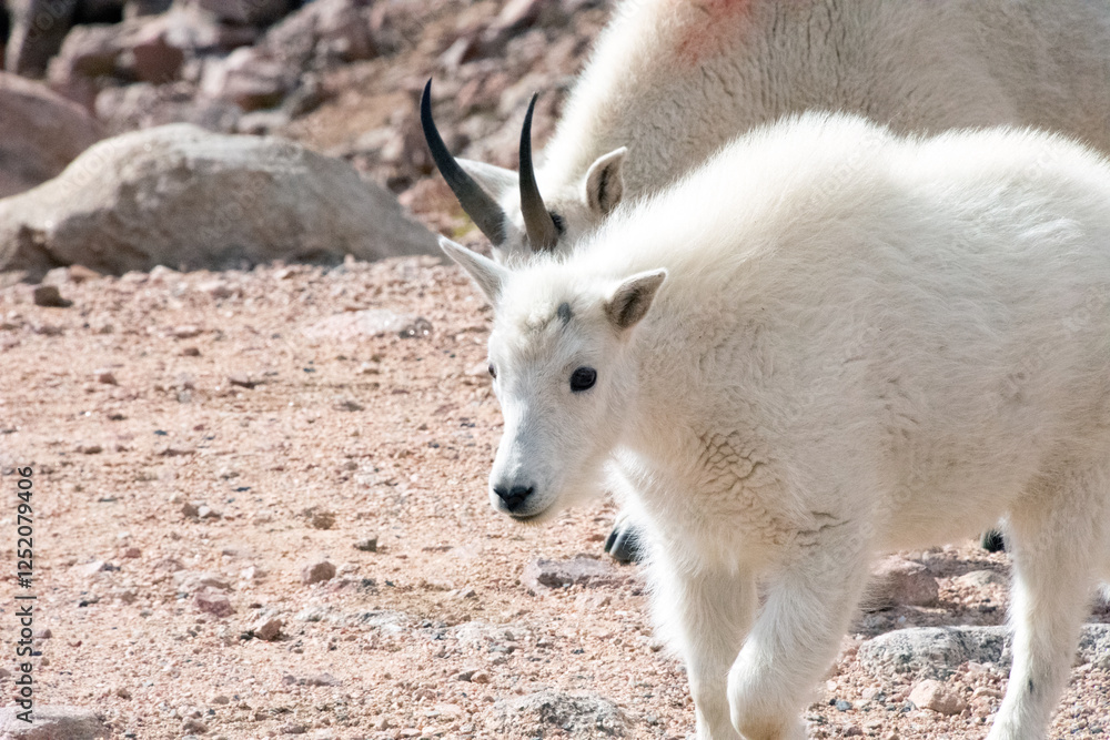Mountain Goat and Kid Mt. Evans Colorado Mountain Goat and Kid Mt. Evans Colorado
