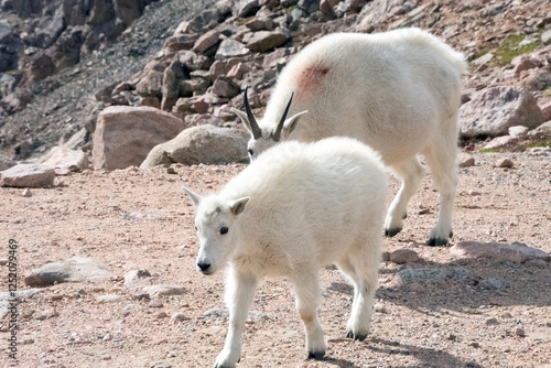 Mountain Goat and Kid Mt. Evans Colorado photo