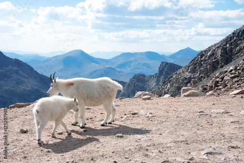 Mountain Goat and Kid Mt. Evans Colorado photo