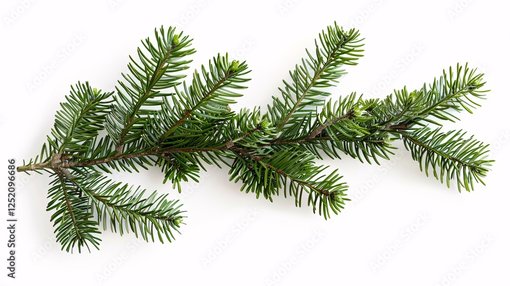 a green branch with needles a green branch with needles
