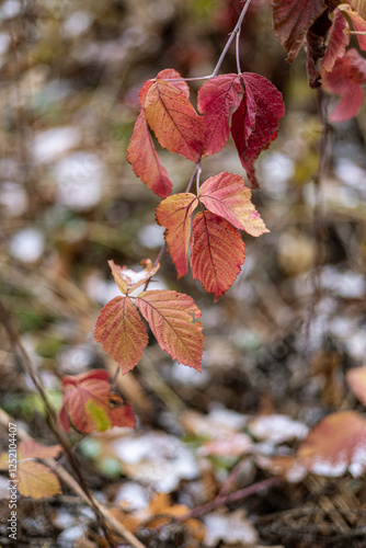red leaves in autumn
