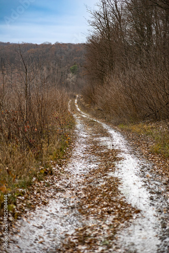 dirt road in the forest