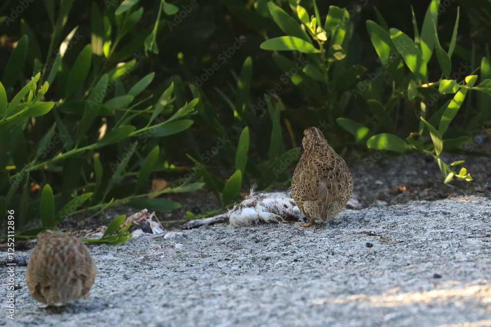 Obraz premium brown quail