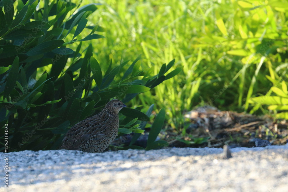 Fototapeta premium brown quail