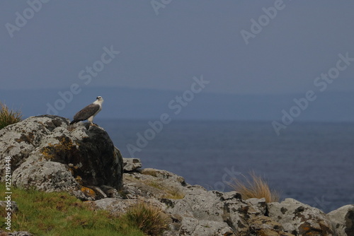 montague island photo