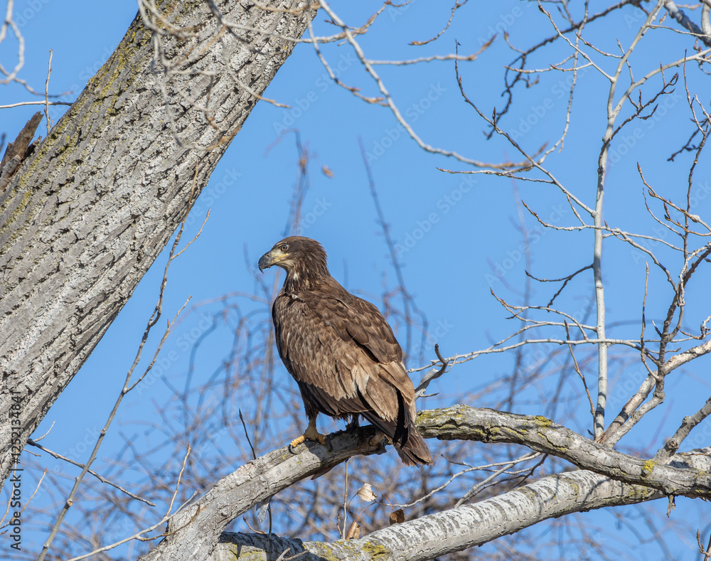 juvenal bald eagles near missouri river juvenal bald eagles near missouri river