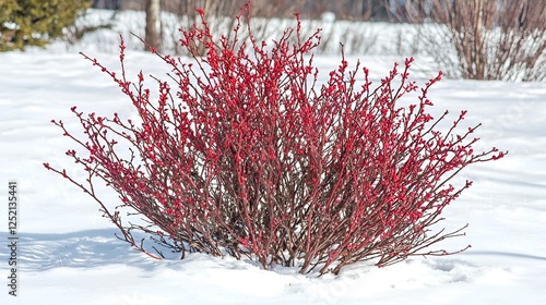 Red twig dogwood winter snow landscape garden