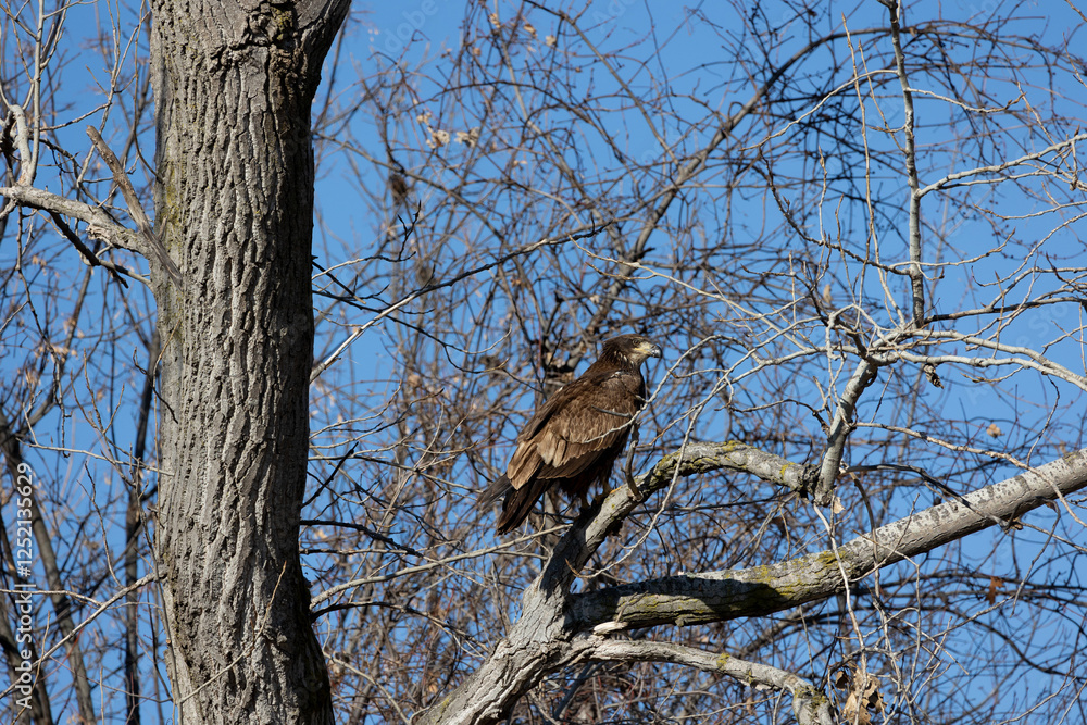 juvenal bald eagles near missouri river juvenal bald eagles near missouri river