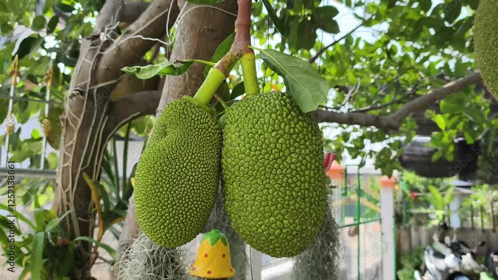 Jackfruit is growing on the branches. Jackfruit is growing on the branches.