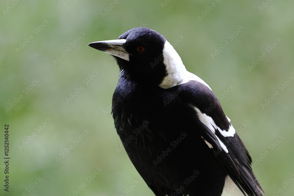 Obraz premium australian magpie