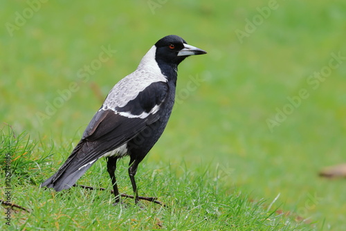 australian magpie