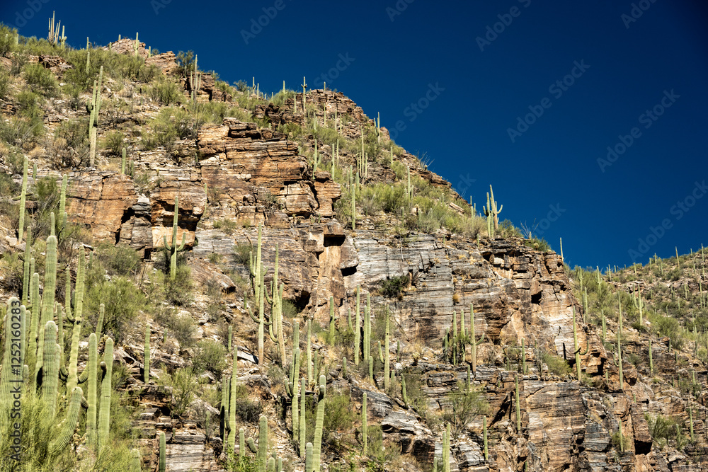 Naklejka premium Saguaro Cactus Cover A Cliffside On Clear Morning In Sabino Canyon