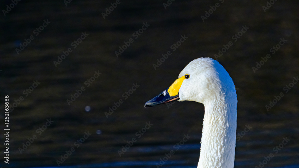 Fototapeta premium 白鳥の横顔